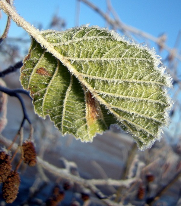 feuille gel.jpg