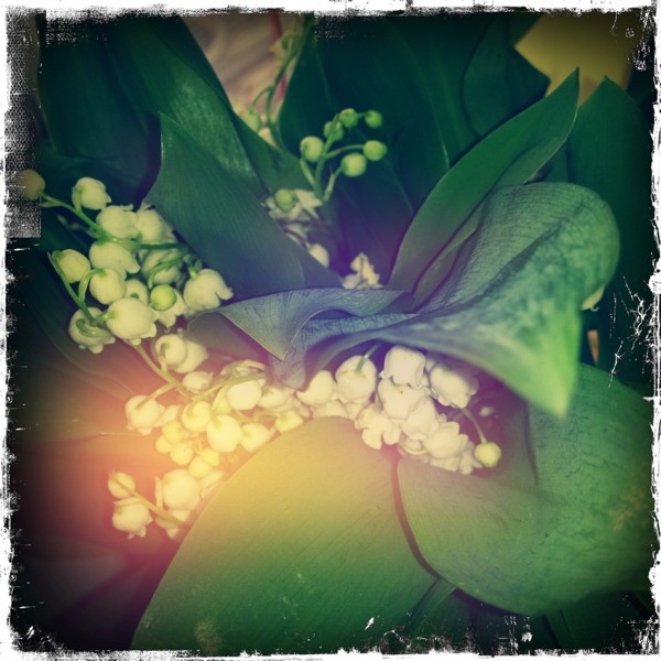 Muguet Bebloom 2.jpg